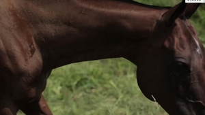 Riding The Cornhusker's Prick